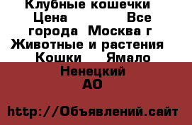 Клубные кошечки › Цена ­ 10 000 - Все города, Москва г. Животные и растения » Кошки   . Ямало-Ненецкий АО